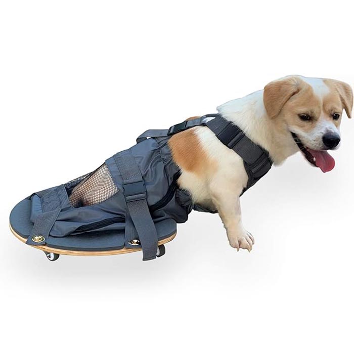 Xe trượt scooter dành cho thú cưng